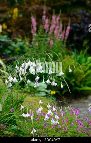 Dierama pulcherrimum guinevere,fleurs blanches,fleur,anges canne à pêche,vivace,été,RM Floral Banque D'Images