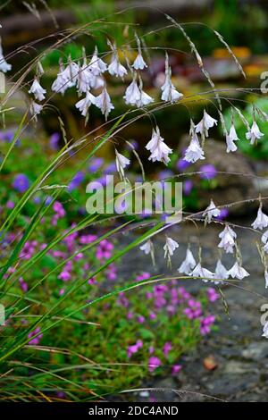 Dierama pulcherrimum guinevere,fleurs blanches,fleur,anges canne à pêche,vivace,été,RM Floral Banque D'Images