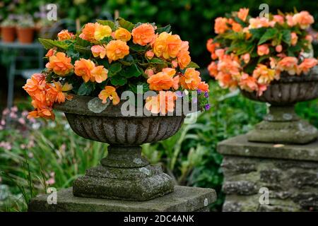 Begonias pêche,urne,jardinière,pilier,piédestal,jardin,affichage,fleurs,fleurs,fleurs,jardin,jardins,RM floral Banque D'Images