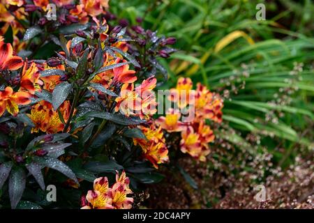 Alstroemeria Indian Summer,nénuphars,cuivre,orange,jaune,fleur,fleurs,fleurs,vivaces,fleurs coupées,feuillage foncé,feuilles foncées,heuchera,Heucher Banque D'Images