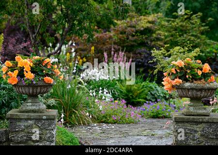 Begonias pêche,urne,jardinière,pilier,piédestal,jardin,affichage,fleurs,floraison,jardin,jardin,entrée,entrée,jardin,jardin,jardin,RM Banque D'Images