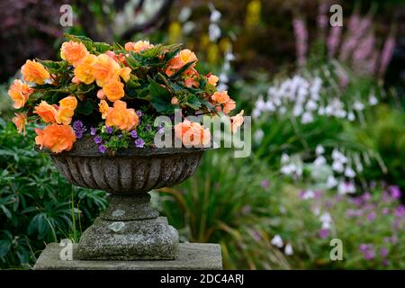 Begonias pêche,urne,jardinière,pilier,piédestal,jardin,affichage,fleurs,fleurs,fleurs,jardin,jardins,RM floral Banque D'Images