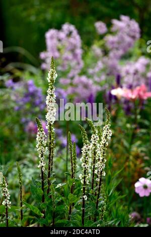 Verbascum chaixii alba,mullein,fleurs blanches,fleurs,mulléines,vivaces,vivaces,vivaces,plantes vivaces,combinaison de plantation,RM Floral Banque D'Images