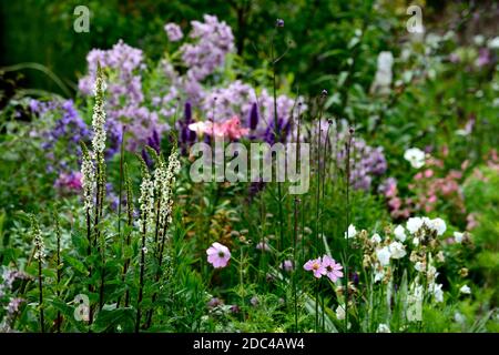 Verbascum chaixii alba,mullein,fleurs blanches,fleurs,mulléines,vivaces,vivaces,vivaces,plantes vivaces,combinaison de plantation,RM Floral Banque D'Images