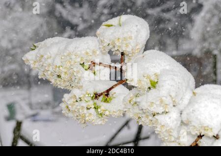 la cerise fleurit sous les chapeaux de la neige fraîche dans une tempête de neige Banque D'Images