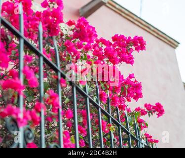 Fleurs de papier poussant contre une porte de fer Banque D'Images