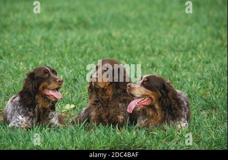 Picardie SPANIEL, CHIENS PORTANT SUR L'HERBE Banque D'Images