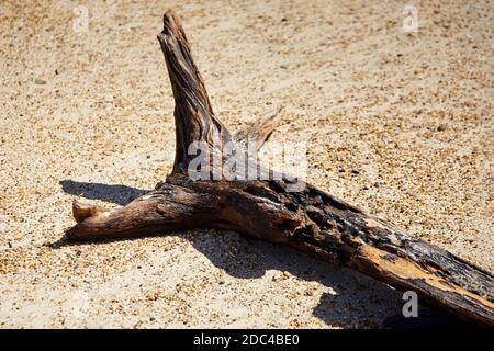 Un museau en bois jeté sur la plage. Littoral. Tronc d'arbre sec allongé sur la rive sablonneuse Banque D'Images