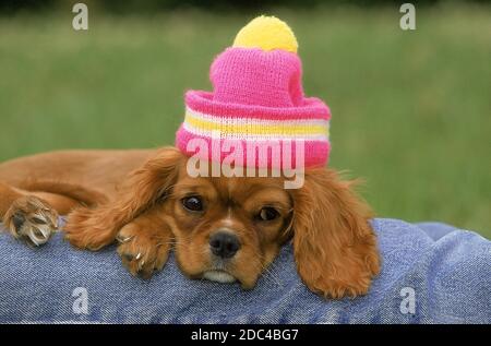 CAVALIER KING CHARLES SPANIEL, PUP PORTANT UN CAPOT Banque D'Images