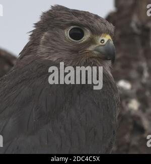 Gris immatures crécerelle (Falco ardosiaceus). Parc national de Serengeti, Tanzanie. Banque D'Images