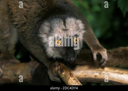 La façade blanche LÉMURIEN BRUN Eulemur fulvus albifrons, PORTRAIT D'HOMME Banque D'Images