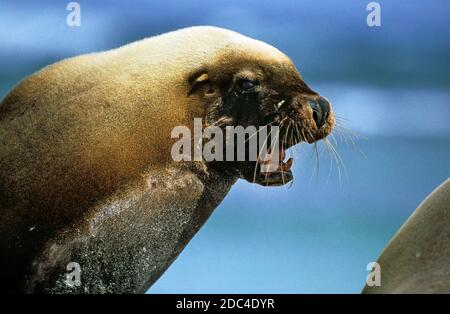 LION DE MER D'AUSTRALIE NÉOPHOCA CINEREA, TORCHAGE DE TAUREAUX, AUSTRALIE Banque D'Images