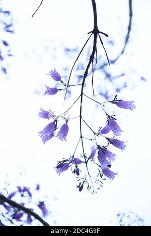 Détail botanique, belles fleurs violettes de l'arbre jacaranda mimosifolia, au printemps. Buenos Aires, Argentine. Banque D'Images