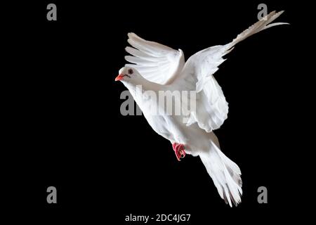 colombe sacrée blanche volant sur fond noir Banque D'Images