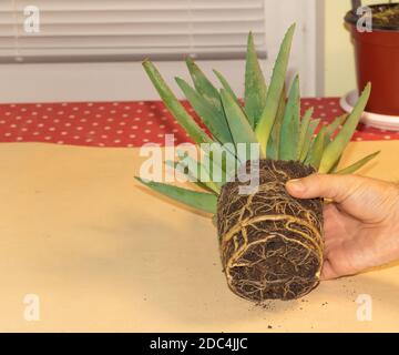 En cours de rempotage de l'Aloe Vera. Comment faire pousser l'aloe vera à la maison. Racines très vigoureuses et saines Banque D'Images