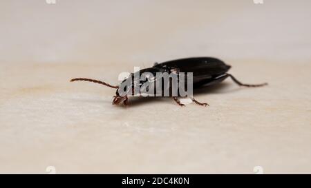 Beetle de terre brésilienne de la sous-famille des Harpalinae Banque D'Images