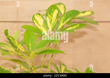 Schefflera plante intérieure avec de très belles feuilles mélangées avec la couleur jaune gros plan. Comment grandir Schefflera à la maison Banque D'Images