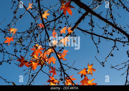 Feuilles rouges et orange de l'arbre de la gomme douce Banque D'Images