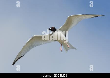 Guette à queue hirondelle en vol (Creagrus furcatus), parc national des îles Galapagos, Équateur Banque D'Images