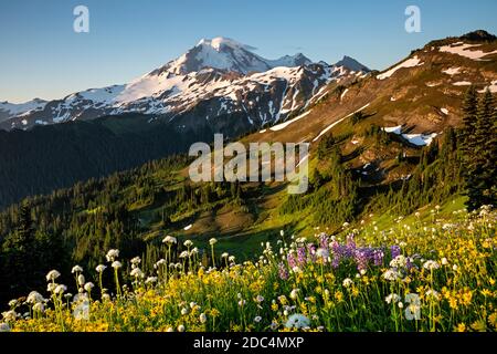 WA18225-00...WASHINGTON - petit matin, lumière sur les fleurs sauvages le long de Skyline Ridge dans la région sauvage de Mount Baker. Banque D'Images