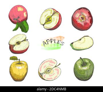 Ensemble de pommes de couleur dessinées à la main isolées sur fond blanc.croquis de nourriture vintage, illustration vectorielle de style gravé. Illustration de Vecteur