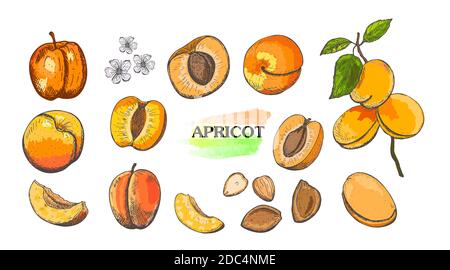 Ensemble d'abricots de couleur dessiné à la main, isolé sur fond blanc.croquis de nourriture vintage, illustration vectorielle de style gravé. Illustration de Vecteur