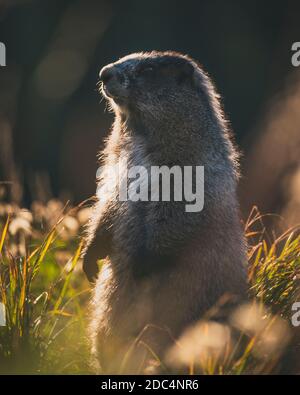 marmot perchée Banque D'Images