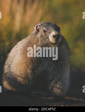basking marmot Banque D'Images