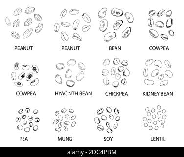 Ensemble de grains de contour dessinés à la main isolés sur blanc. Arachide, haricot, niébé, pois chiche, haricot, pois, mung, soya, lentilles. Illustration vectorielle stylisée Illustration de Vecteur