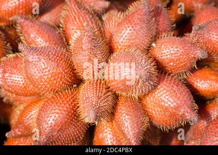 Salacca zalacca, fruits tropicaux aigre-doux et rouge dans une cabine de fruits, Thaïlande. Banque D'Images