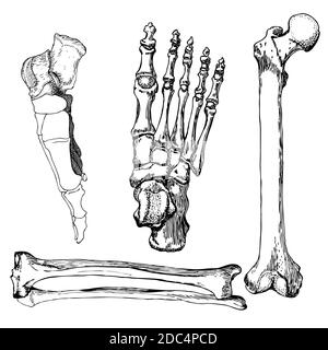 Ensemble d'os de jambe avec pied. Illustration vectorielle dessinée à la main. Isolé sur blanc. Illustration de Vecteur