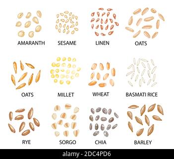 Ensemble de grains de céréales de couleur dessinés à la main, isolés sur du blanc. Amaranth, sésame, lin, avoine, millet, blé, seigle, sorgo, chia, orge, riz. Vect stylisé Illustration de Vecteur