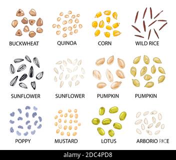 Ensemble de grains de céréales de couleur dessinés à la main, isolés sur du blanc. Sarrasin, quinoa, maïs, riz, tournesol, potiron, pavot, moutarde, lotus. Vecteur stylisé i Illustration de Vecteur