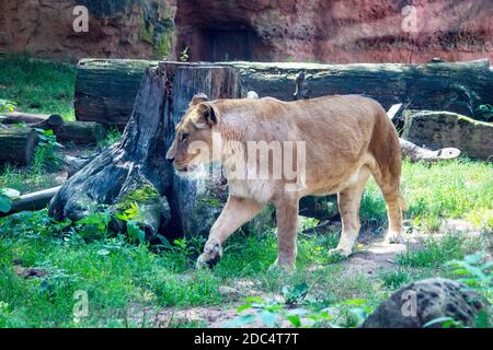 Vue latérale d'une lionne de Barbarie d'un Lion de Panthera Population de LEO en Afrique du Nord Banque D'Images