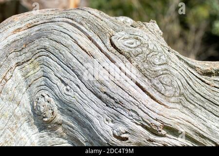 Chêne mort (Quercus robur) Banque D'Images