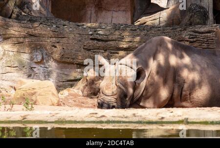 Vue d'un rhinocéros noir, Diceros bicornis, situé sur le sol Banque D'Images