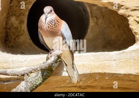 Vue de face d'un pigeon riant assis sur une branche, Spilopelia senegalensis Banque D'Images