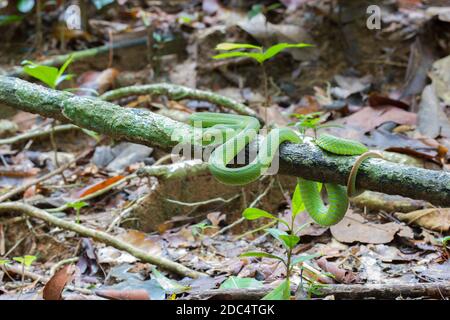 Belle couleur vert vif serpent Viper à lèvres blanches enveloppé autour d'une branche d'arbre dans une forêt. Banque D'Images