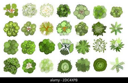 Ensemble de plantes et d'arbres stylisés de couleur dessinés à la main. Graphique, isolé sur blanc. Illustration vectorielle. Éléments pour l'architecture et le paysage Illustration de Vecteur