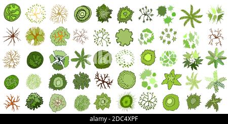 Ensemble de plantes et d'arbres stylisés de couleur dessinés à la main. Graphique, isolé sur blanc. Illustration vectorielle. Éléments pour l'architecture et le paysage Illustration de Vecteur