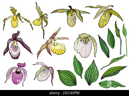 Ensemble de fleurs d'orchidées dessinées à la main et éléments floraux. Isolé sur une illustration vectorielle blanche.colorée. Illustration de Vecteur