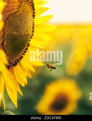 Une abeille arrivant à la terre sur un tournesol Banque D'Images