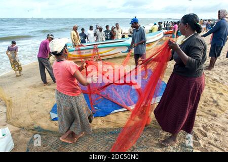 Les pêcheurs et les femmes trient les poissons de sardine à partir de leurs filets sur la plage de Negombo, sur la côte ouest du Sri Lanka, en début de matinée. Banque D'Images