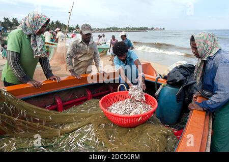 Les pêcheurs retirent les poissons de leurs filets après être revenus d'une nuit de pêche au large de Negombo sur la côte ouest du Sri Lanka. Banque D'Images