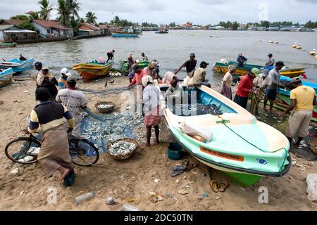 Les pêcheurs retirent les poissons de leurs filets dans un lagon après être revenus d'une nuit de pêche au large de Negombo sur la côte ouest du Sri Lanka. Banque D'Images