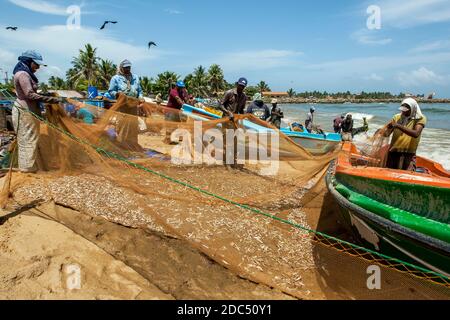 Les pêcheurs et les femmes trient les poissons de sardine à partir de leurs filets sur la plage de Negombo, sur la côte ouest du Sri Lanka. Banque D'Images