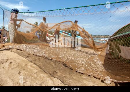 Les pêcheurs et les femmes trient les poissons de sardine à partir de leurs filets sur la plage de Negombo, sur la côte ouest du Sri Lanka. Banque D'Images