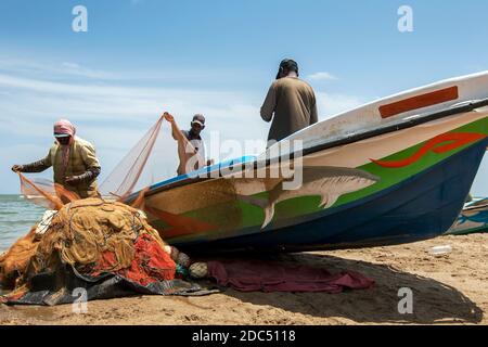 Les pêcheurs trient les poissons de sardine de leurs filets sur la plage de Negombo. Negombo possède l'une des plus grandes flottes de pêche au Sri Lanka. Banque D'Images