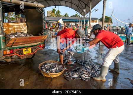 Les pêcheurs trient le poisson dans un panier au marché aux poissons de Negombo en début de matinée. Negombo possède l'une des plus grandes flottes de pêche au Sri Lanka. Banque D'Images