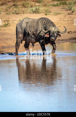 Un taureau de buffle adulte avec des packers de boeuf sur son dos marchant Dans l'eau au bord de la rivière dans le parc Kruger En Afrique du Sud Banque D'Images